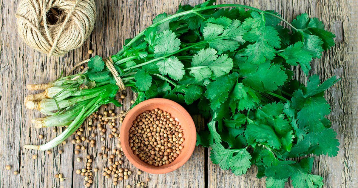 7 Health Benefits of Cilantro 7 Health Benefits of Cilantro